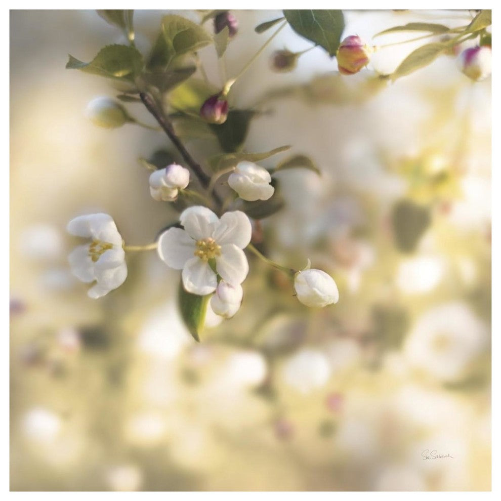 "Blush Blossoms I Square Pastel" Digital Paper Print by Sue Schlabach, 38"x38"