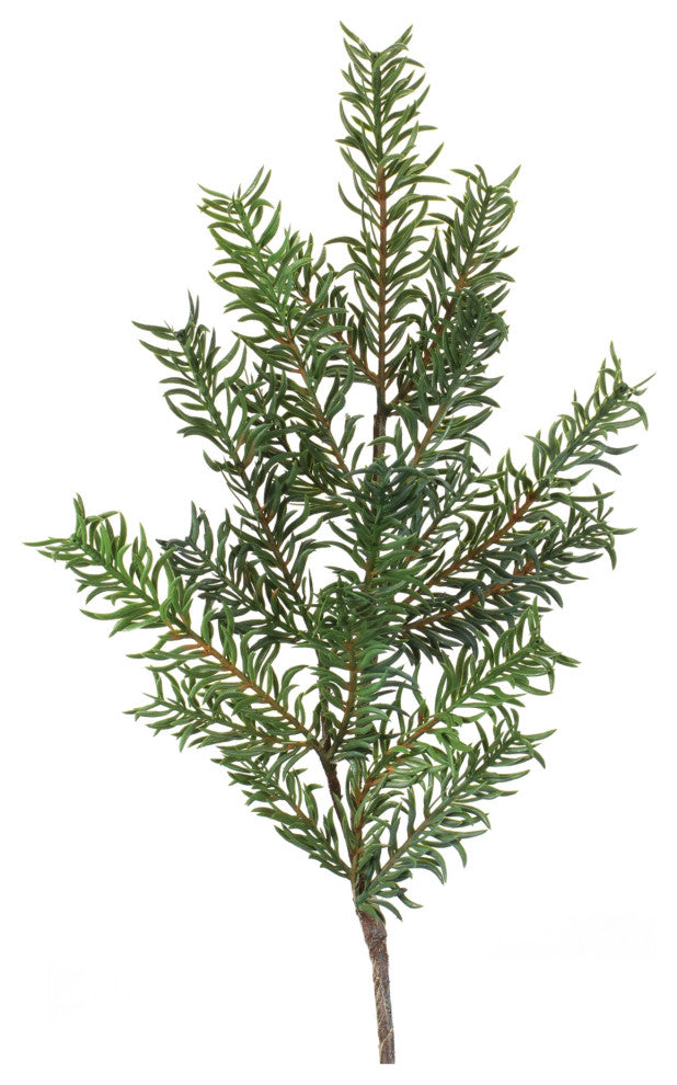 Pine Spray, Set of 12
