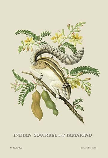 Indian Squirrel and Tamarind- Fine Art Giclee Print 24" x 36"