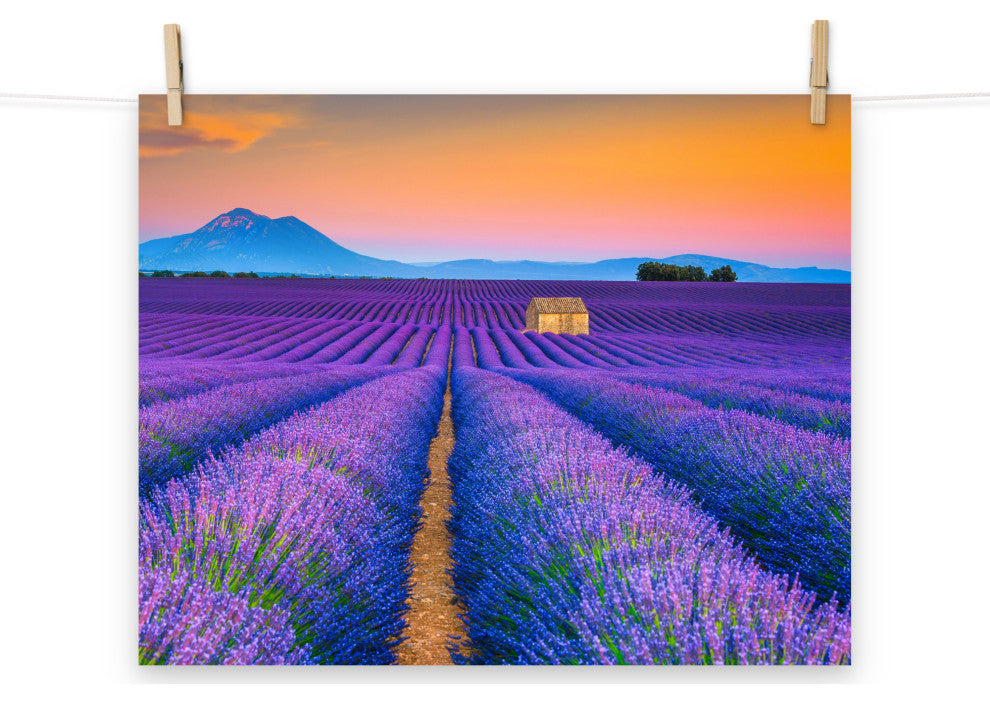 Blooming Lavender Field and Sunset Landscape Photo Unframed Wall Art Prints, 16" X 20"