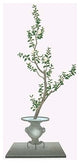 Sasankwa (Camellia Sasanqua) in a Usubata - Canvas Poster 20" x 30"