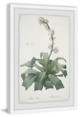 "Aletris Fragrans" Framed Painting Print, 30"x45"