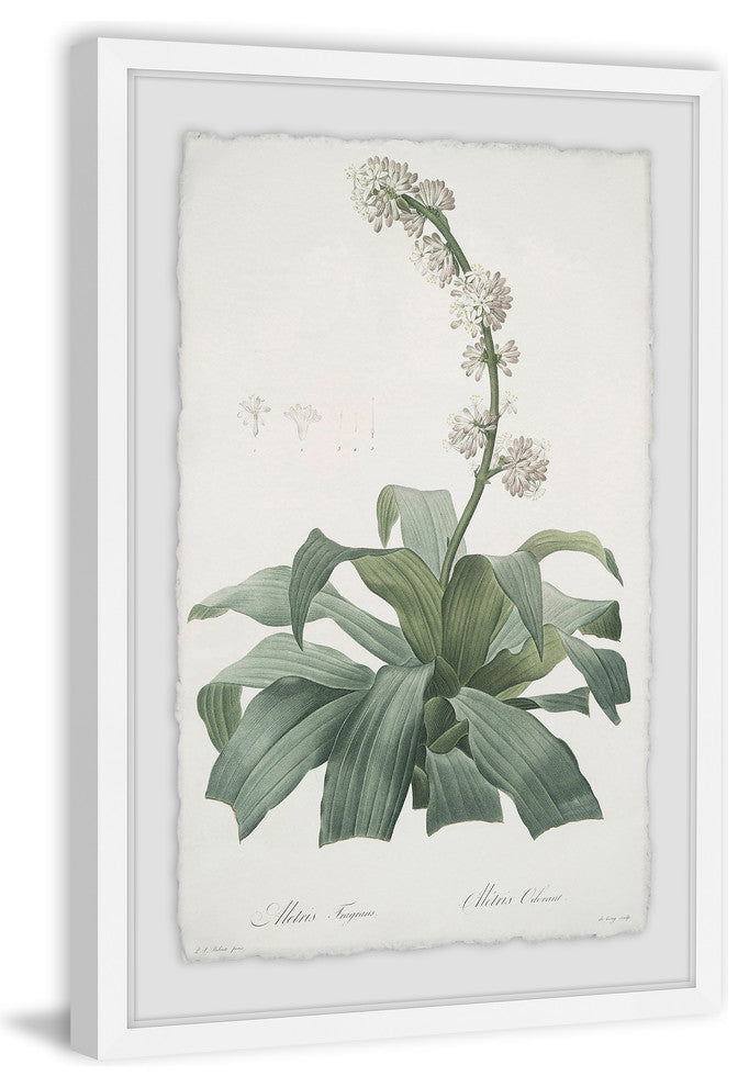 "Aletris Fragrans" Framed Painting Print, 30"x45"