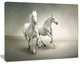 Fast Moving White Horses, Animal Canvas Art Print, 20"x12"