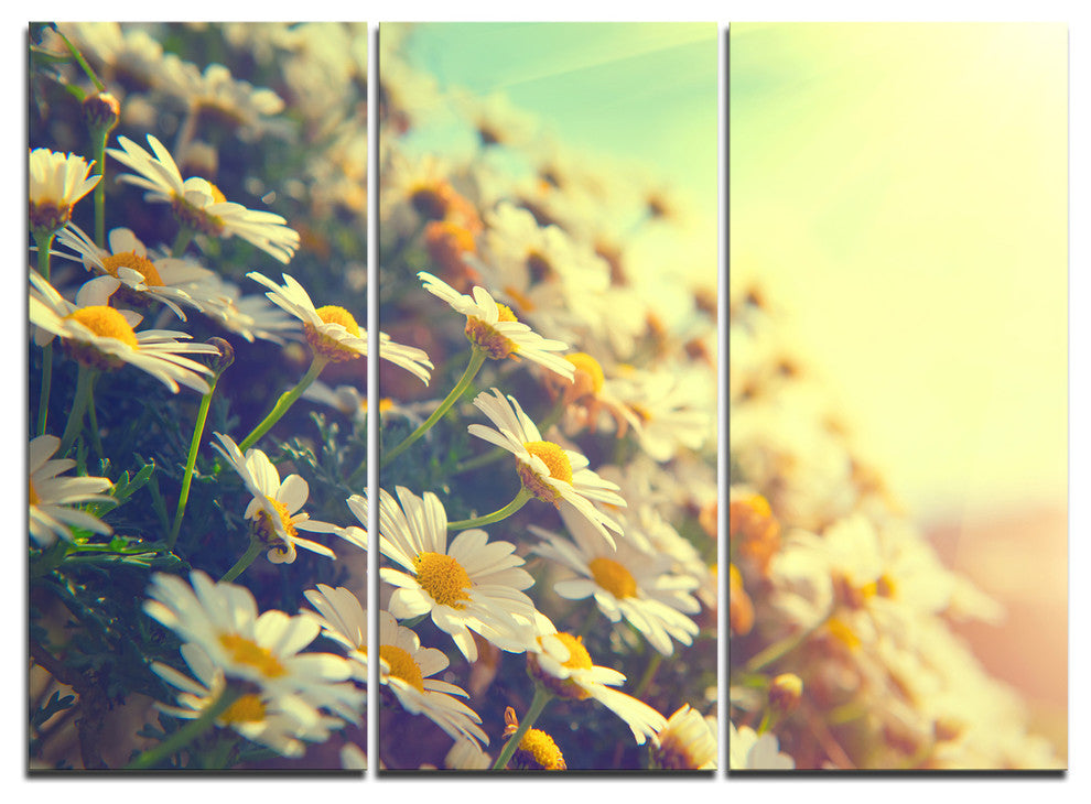 "Nature With Blooming Chamomiles" Metal Wall Art, 3 Panels, 36"x28"
