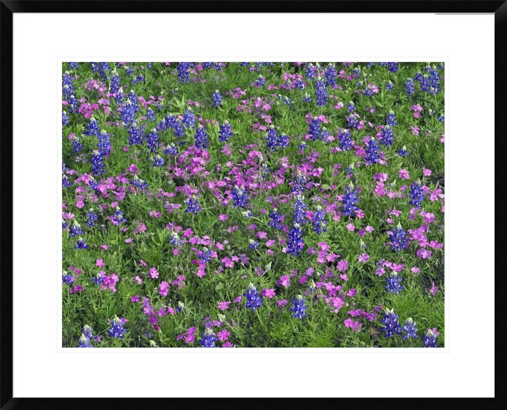 "Sand Bluebonnet and Pointed Phlox"  by Tim Fitzharris, 32x26"