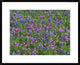 "Sand Bluebonnet and Pointed Phlox"  by Tim Fitzharris, 32x26"