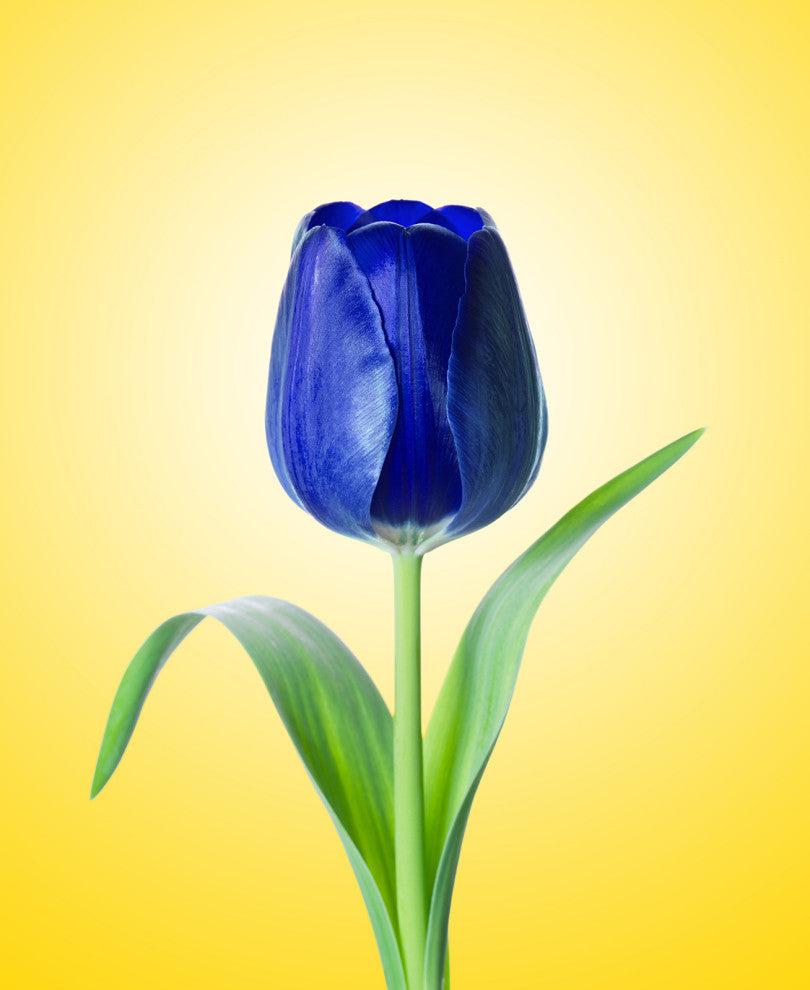 Blue Tulip Minimal Floral Nature Photo Botanical Loose Unframed Wall Art Print, 18" X 24"
