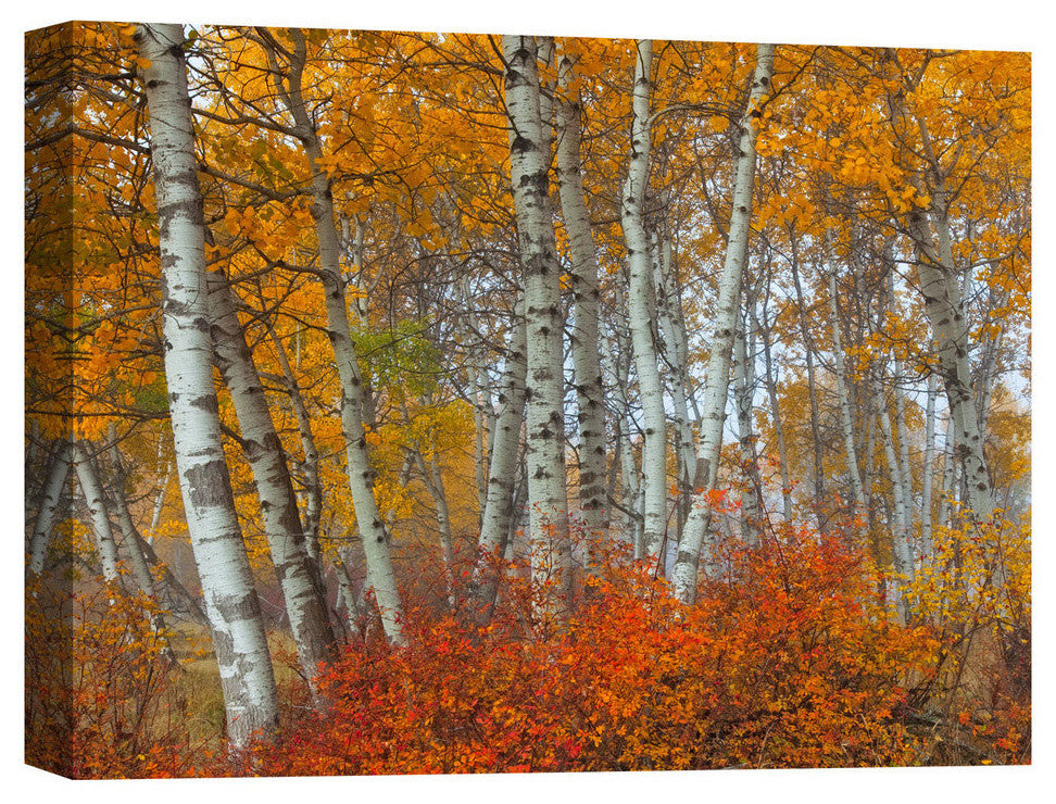 Epic Graffiti "Morning Aspens" by Jesse Estes, Giclee Canvas Wall Art, 26"x34"