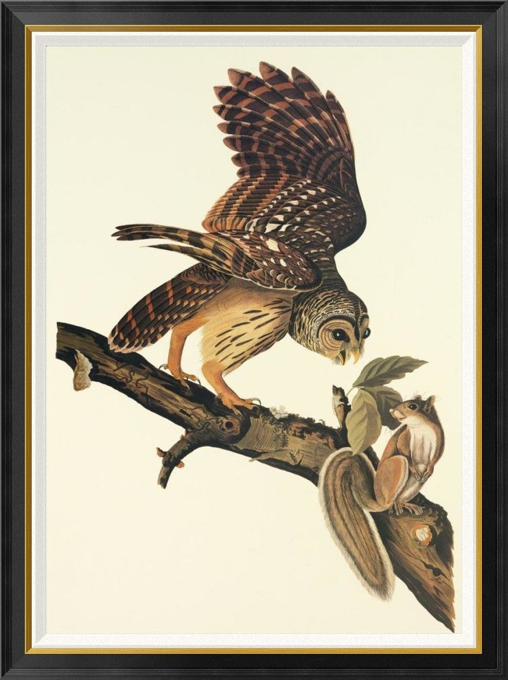 "Barred Owl" Framed Canvas Giclee by John James Audubon, 35x46"