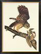 "Barred Owl" Framed Canvas Giclee by John James Audubon, 35x46"