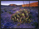 Opuntia In Chihuahuan Desert Landscape, Big Bend National Park, Texas, 16"x12"