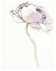 "Single Pink Somniferums I on White" Print by Shirley Novak, 36"x42"