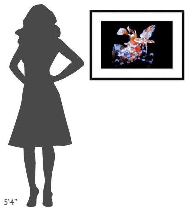 "Harlequin Shrimp" Framed Digital Print by Barathieu Gabriel, 32x24"