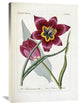 "Tulipa Praecox" Artwork, 24.8" x 36"