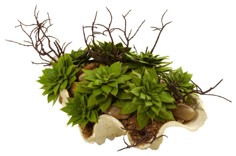Succulent Garden With Seashell