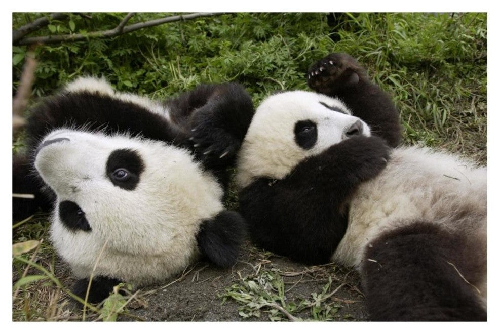 "Pair of young pandas playing, Wolong Nature Reserve, China" Paper Art, 32"x22"