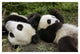 "Pair of young pandas playing, Wolong Nature Reserve, China" Paper Art, 32"x22"