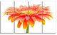 Large Orange Gerbera on White, Floral Canvas Art Print, 48"x28", 4 Panels
