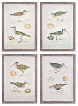 4-Piece Coastal Birds Study Set