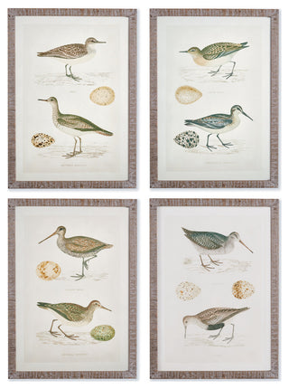 4-Piece Coastal Birds Study Set