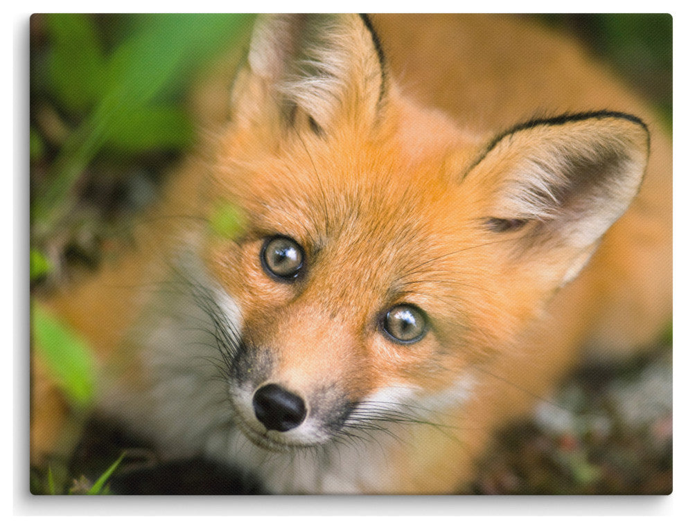 Young Red Fox Face Animal Wildlife Nature Photograph Canvas Wall Art Prints, 12" X 16"