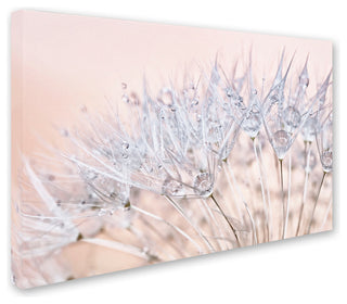 Cora Niele 'Dandelion Dew II' Canvas Art