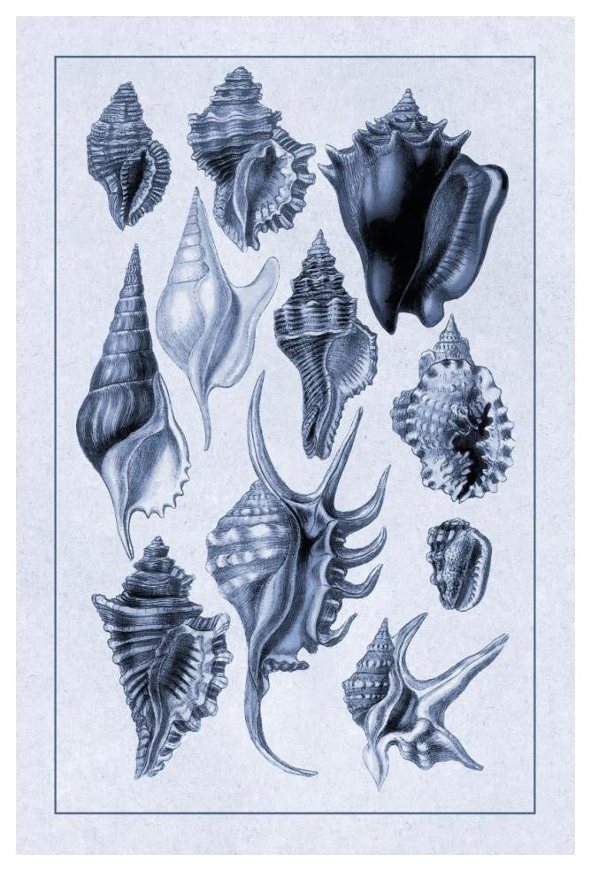 "Shells: Trachelipoda #5 (Blue)" Digital Paper Print by G.B. Sowerby, 14"x20"