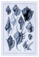 "Shells: Trachelipoda #5 (Blue)" Digital Paper Print by G.B. Sowerby, 14"x20"