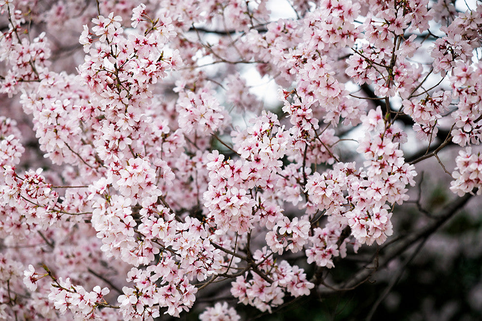 "Sakura" Paper, 40"x60"
