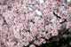 "Sakura" Paper, 40"x60"