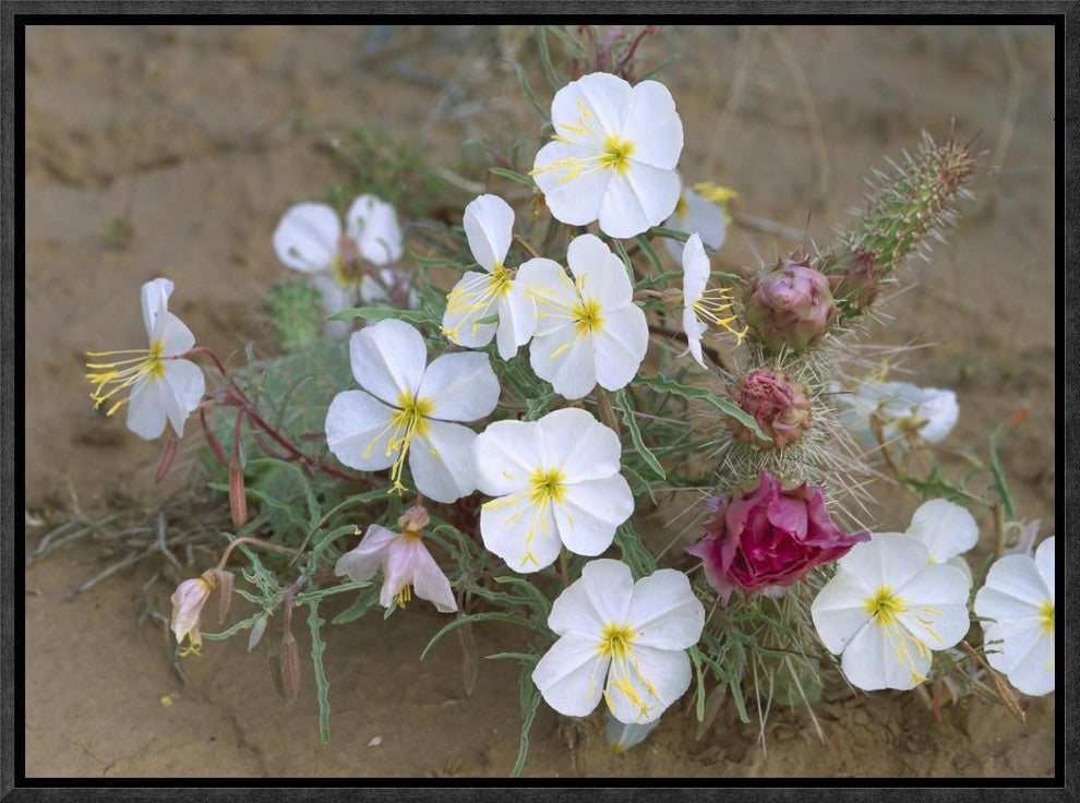Evening Primrose With Grizzly Bear Cactus , North America, 16"x12"