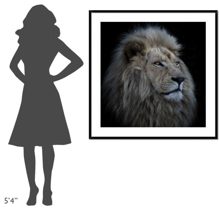 "Proud Lion" Framed Digital Print by Louise Wolbers, 44x44"
