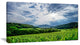 Thunderstorm Weather over Vineyards, Landscape Canvas Art Print, 40x20
