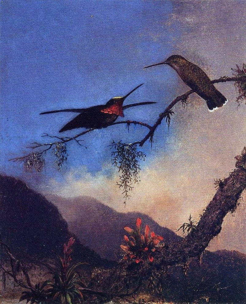 Martin Johnson Heade Strip-Breasted Starthroat Gallery Wrapped Canvas Print