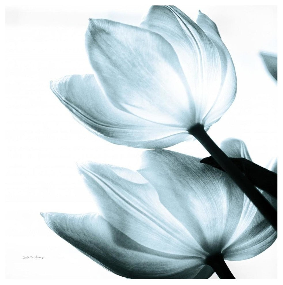 "Translucent Tulips II Sq Aqua" Paper Print by Debra Van Swearingen, 20"x20"