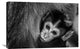 "A Mothers Love" Stretched Canvas Giclee by Gunarto Song, 30"x20"
