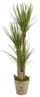 Nearly Natural 5" Yucca Artificial Tree in Farmhouse Planter