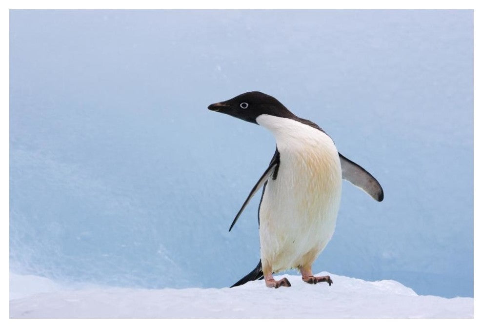 "Adelie Penguin on iceberg, looking left, Paulet Island" Paper Art, 62"x42"