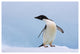 "Adelie Penguin on iceberg, looking left, Paulet Island" Paper Art, 62"x42"