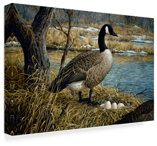 Jeff Tift 'Canadian Goose' Canvas Art, 47"x30"