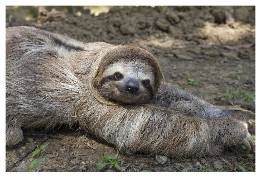 "Brown-throated 3-toed Sloth male, Aviarios Sloth Sanctuary" Paper Art, 20"x14"