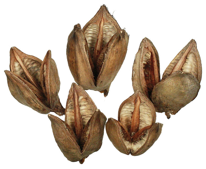 Vickerman all Natural Sora Pods, Dried, Natural, 3-4"