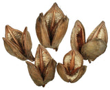 Vickerman all Natural Sora Pods, Dried, Natural, 3-4"