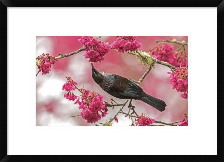 "Tui 39" Framed Digital Print by Kurien Yohannan, 24"x17"