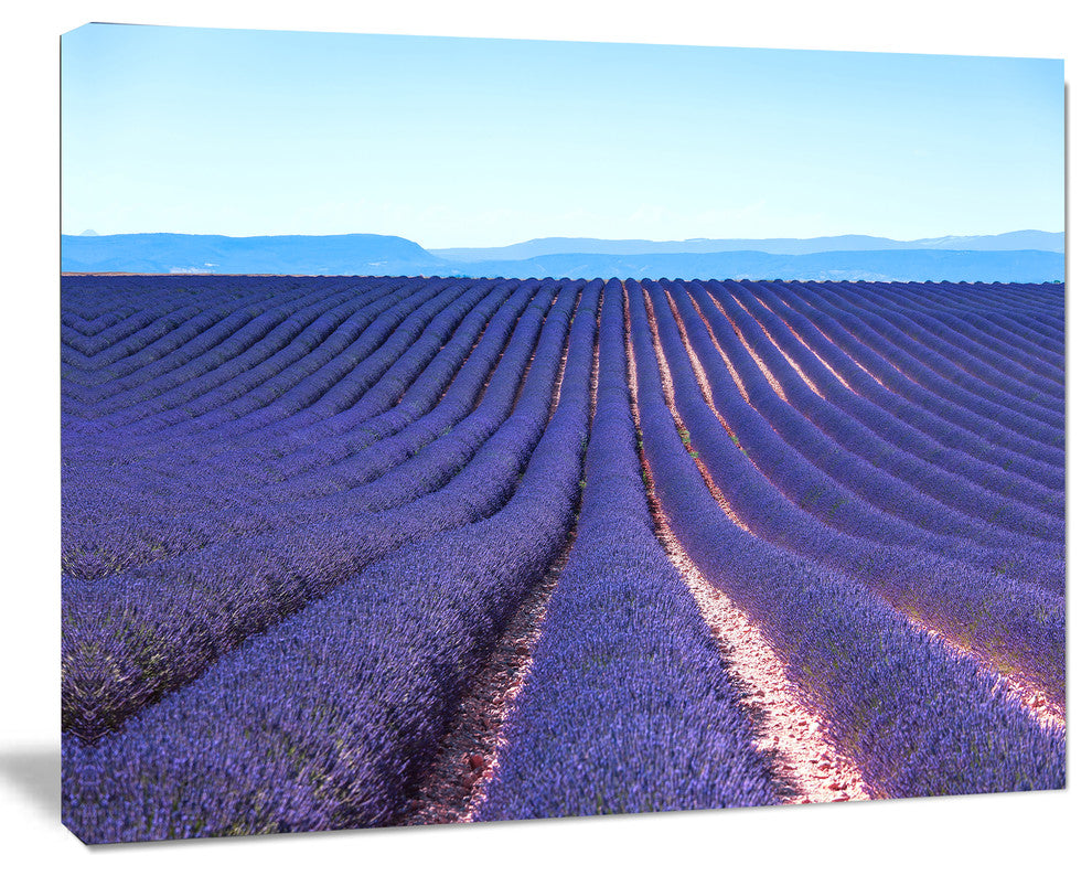 Endless Rows of Lavender Flowers, Floral Canvas Art print, 60"x28"