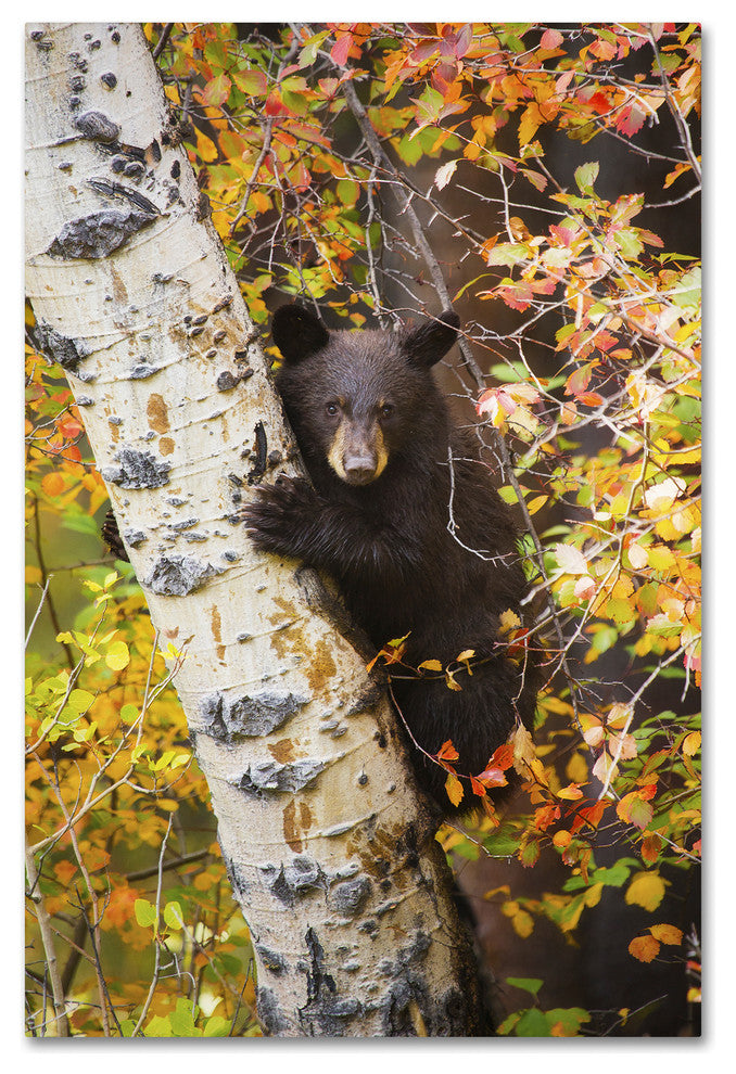 Lantern Press 'Animal 38' Canvas Art, 16" x 24"