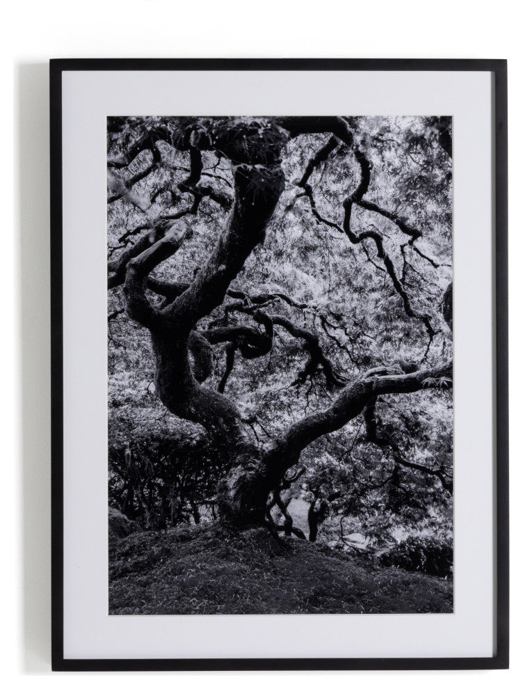 Tree Gaze Iv By Coup D'esprit