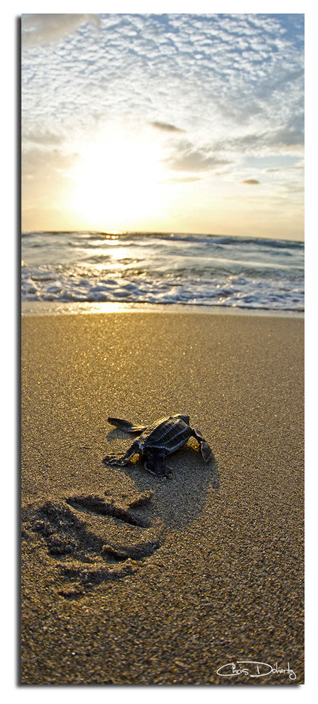 Ready2HangArt Christopher Doherty 'Baby Sea Turtle' Canvas Wall Art