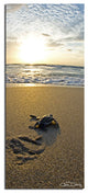 Ready2HangArt Christopher Doherty 'Baby Sea Turtle' Canvas Wall Art